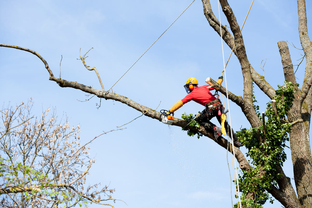 Élagueur Crouy-sur-Cosson